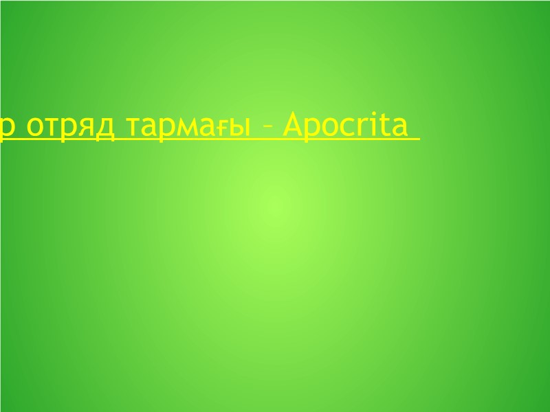 Сабақшалы-құрсақтылар отряд тармағы – Apocrita